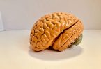 human brain figurine