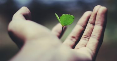 floating green leaf plant on person's hand