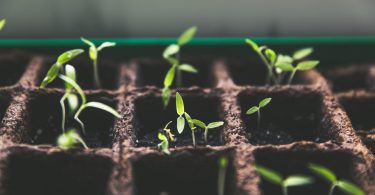 selective focus photo of plant spouts